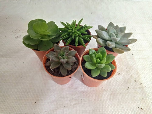 Collection of ornamental succulents from Plants House Gardening, decorative mini indoor and outdoor succulent plants.