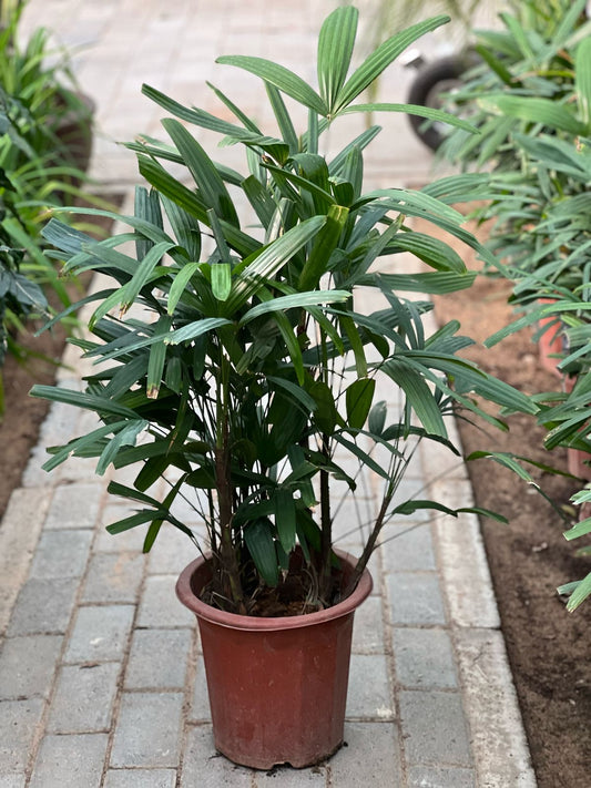 Rhapis excelsa palm plant with lush green fronds, potted for indoor or outdoor gardening by Plants House Gardening Work LLC.
