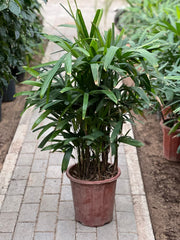 Healthy Rhapis excelsa palm plant with lush green fronds in a 30-40cm pot, from Plants House Gardening Work LLC.