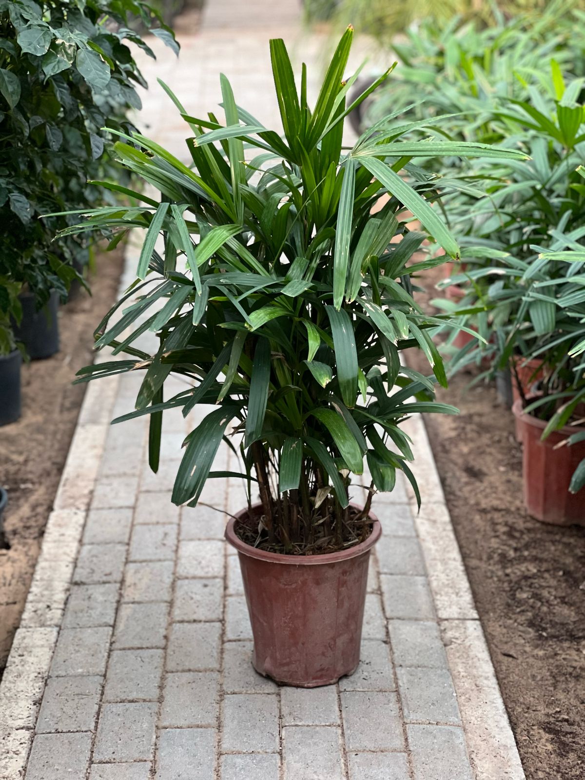 Healthy Rhapis excelsa palm plant with lush green fronds in a 30cm to 40cm pot, from Plants House Gardening Work LLC.