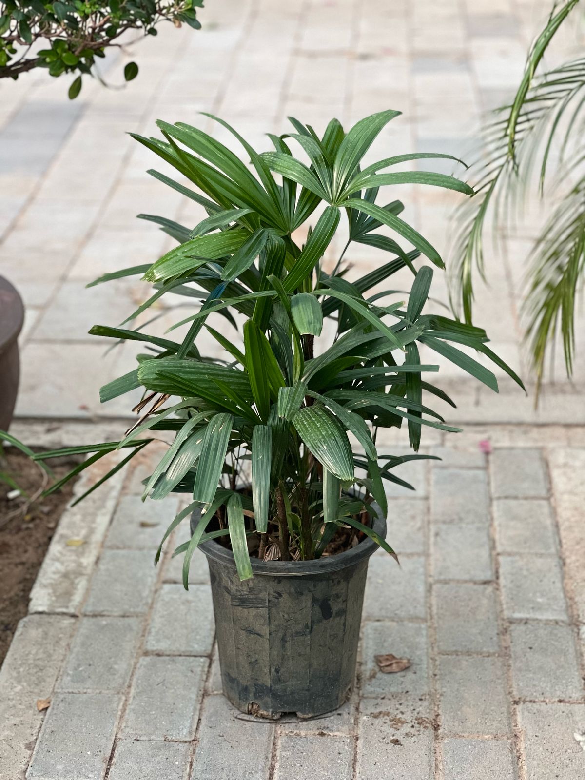 Healthy Rhapis excelsa palm plant with lush green fronds in a 30cm to 40cm pot by Plants House Gardening Work LLC.