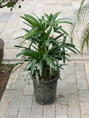 Healthy Rhapis excelsa palm tree from Plants House Gardening Work LLC, showcasing its lush green fronds and slender trunk.