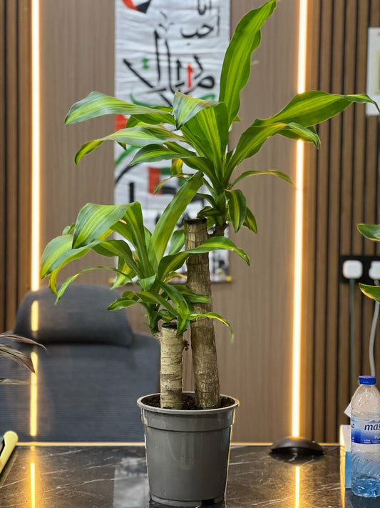 Dracaena Massangeana (Cornstalk Plant) with tall green stalks and long leafy foliage, indoor decorative houseplant.