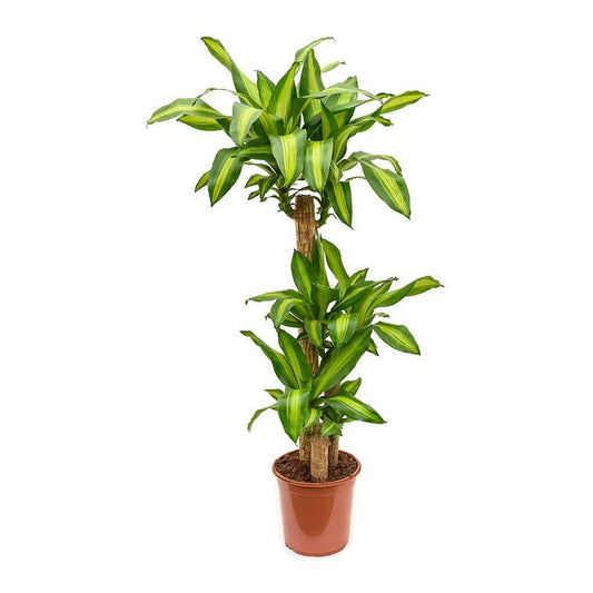 Healthy Dracaena Massangeana (Cornstalk Plant) with long green and yellow striped leaves, potted for indoor gardening.