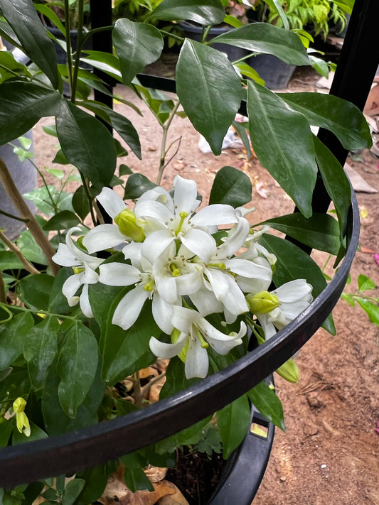 Murraya paniculata (orange jasmine) plant with lush green foliage, cultivated by Plants House Gardening Work LLC, shown in a garden setting.