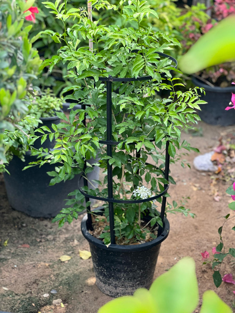 Healthy Murraya paniculata (orange jasmine) shrub from Plants House Gardening Work LLC, 60-90cm tall in 10L container.