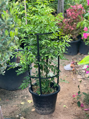 Healthy Murraya paniculata, orange jasmine plant from Plants House Gardening Work LLC, 60-90cm tall in 10L pot.