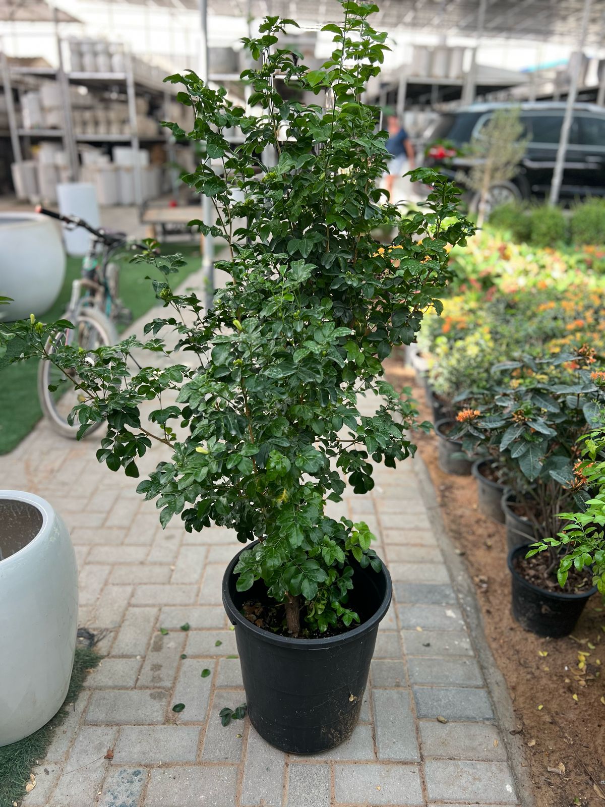 Murraya paniculata, orange jasmine plant from Plants House Gardening Work LLC, 60-90cm tall in a 10L container, lush green foliage.