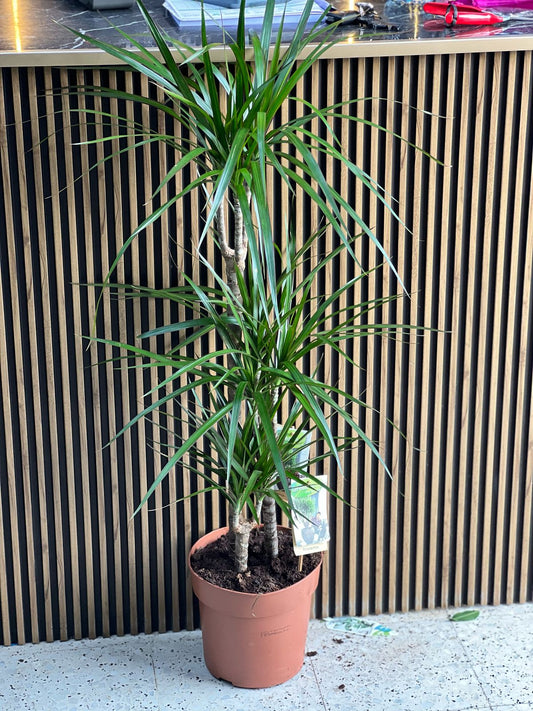 Dracaena Marginata, Madagascar Dragon Tree with slender green leaves and reddish-brown stem, indoor potted plant.