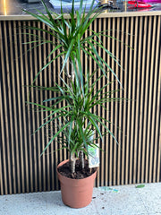 Dracaena Marginata Madagascar Dragon Tree with slender green leaves and red-edged foliage, potted plant for indoor or outdoor decor.