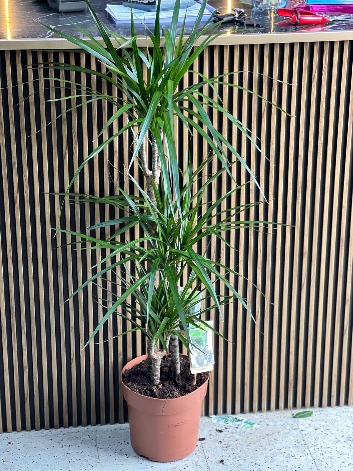 Dracaena Marginata Madagascar Dragon Tree with slender green leaves and red-tinged edges, potted as a decorative houseplant.