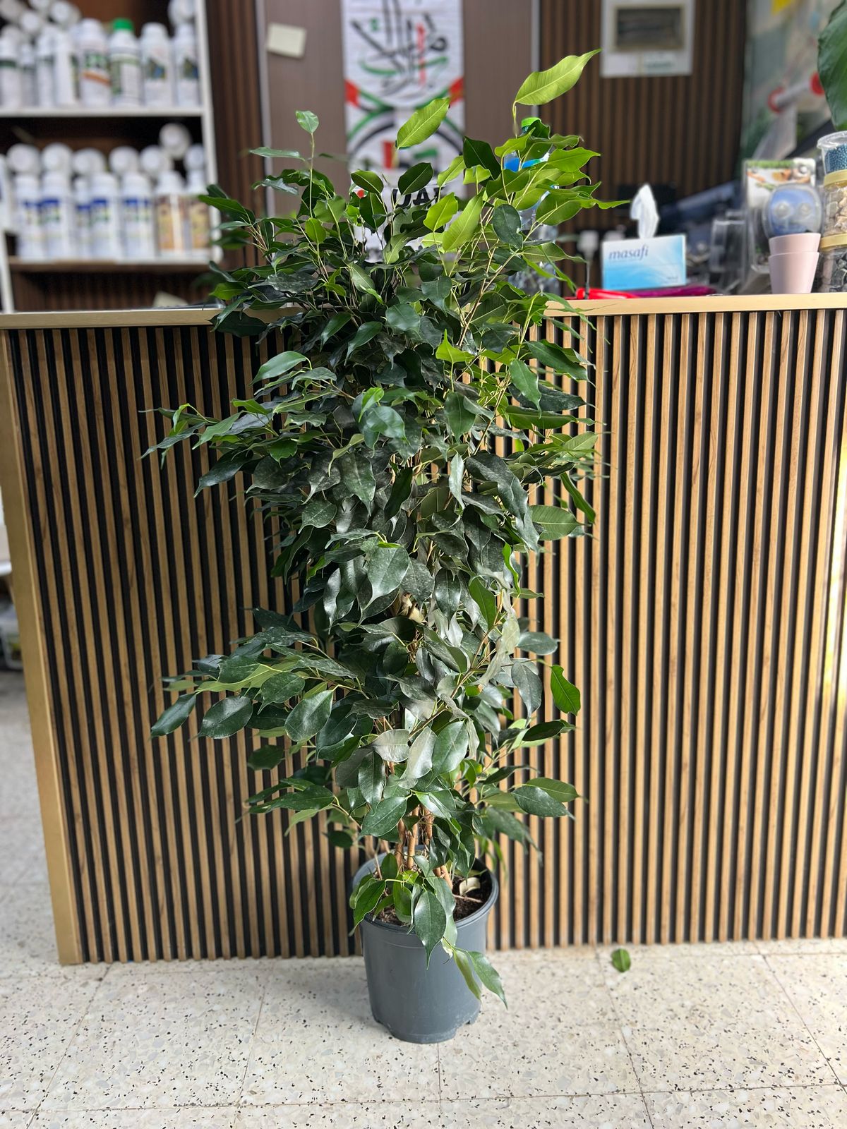 Ficus Benjamina (Weeping Fig) indoor plant from Plants House Gardening Work LLC, 100cm to 120cm tall with lush green foliage.
