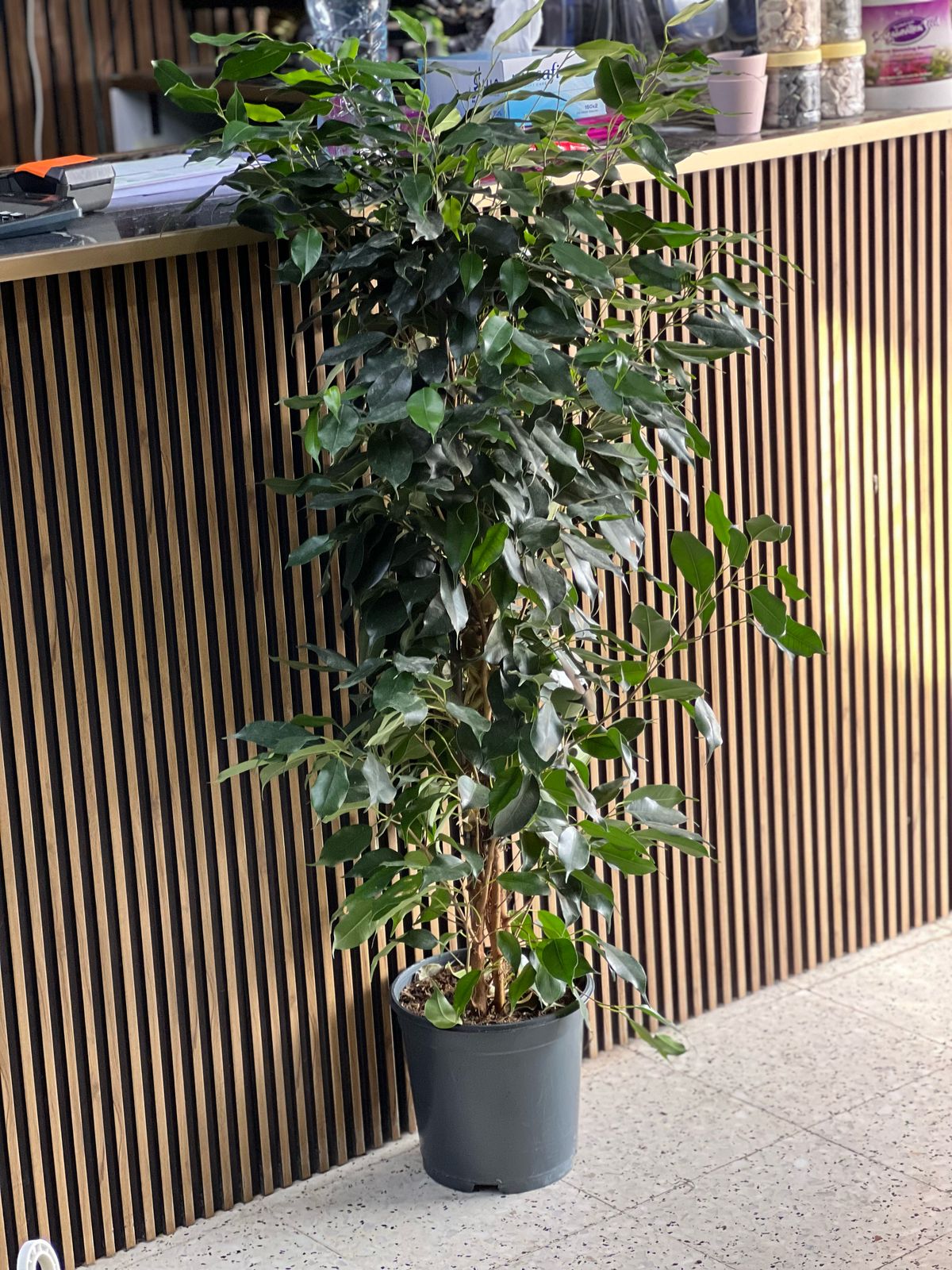 Ficus Benjamina, also known as Weeping Fig, a lush indoor plant measuring 100cm to 120cm with vibrant green foliage.