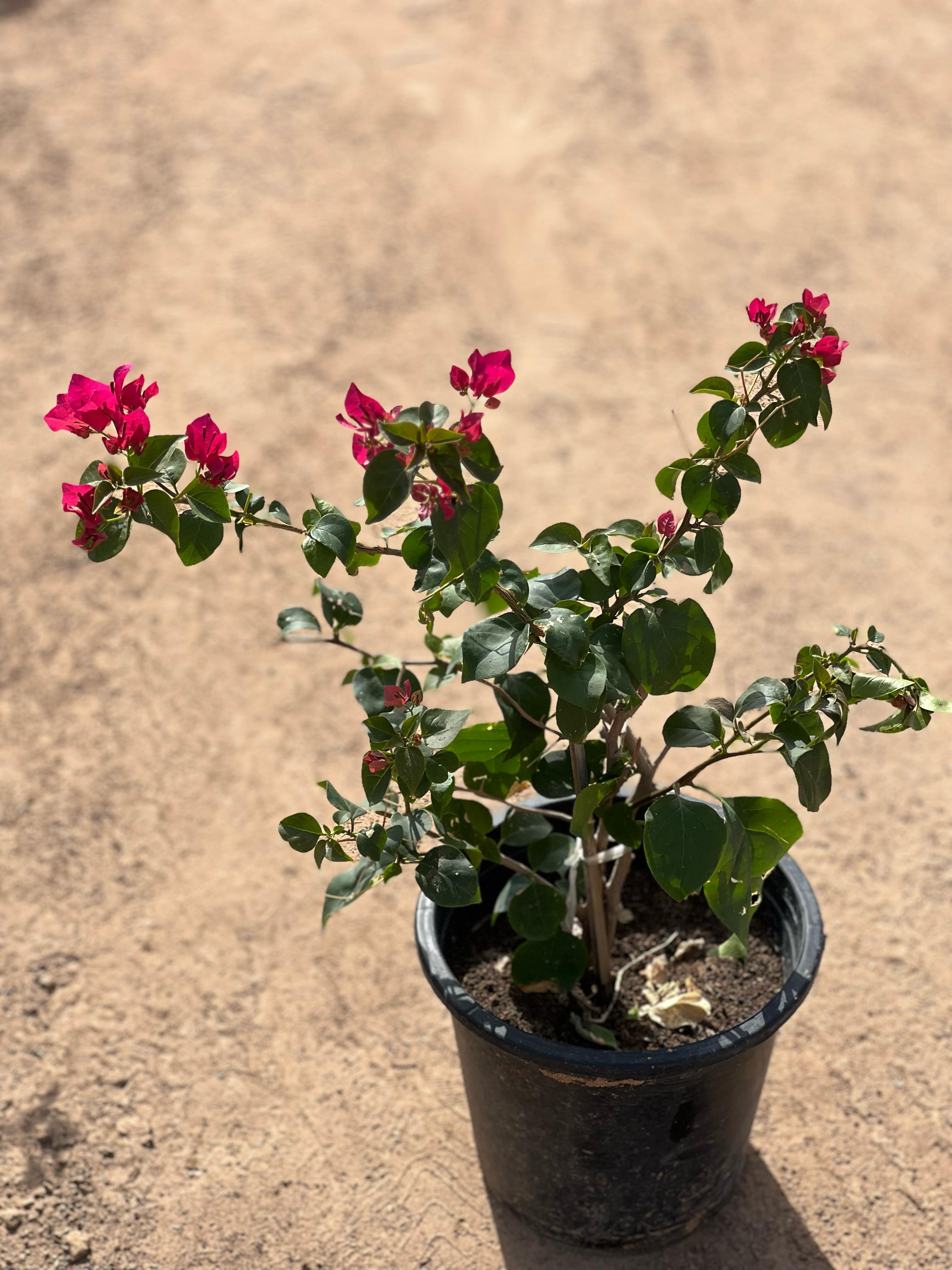 Bougainvillea plant from Plants House, 30-40cm tall, vibrant flowering shrub with colorful bracts and lush green foliage.