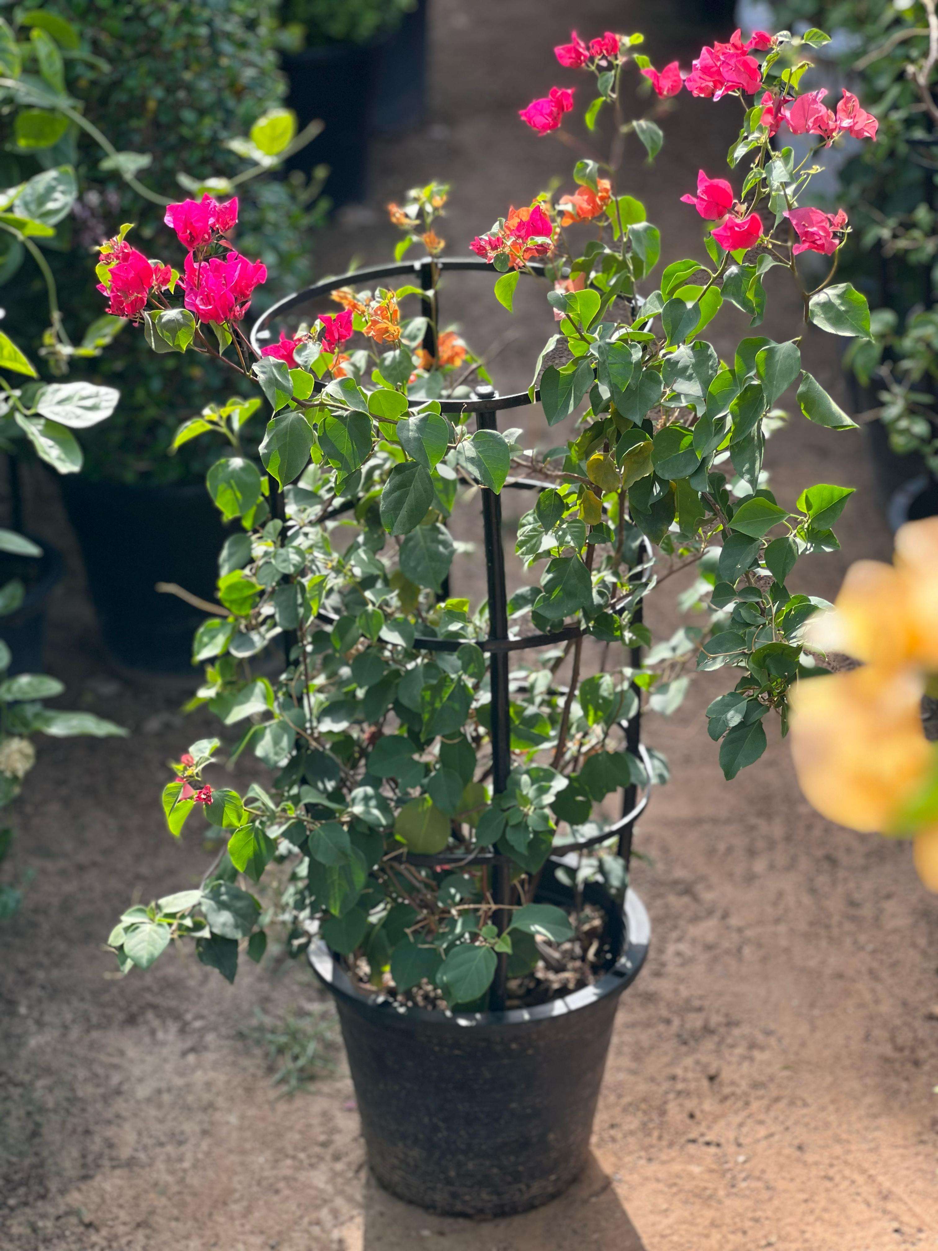 Bougainvillea plant from Plants House, 30-40cm tall, with vibrant purple bracts and lush green foliage.