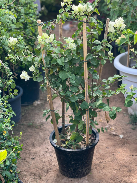 Bougainvillea plant with vibrant pink flowers and lush green leaves, displayed in a decorative pot.