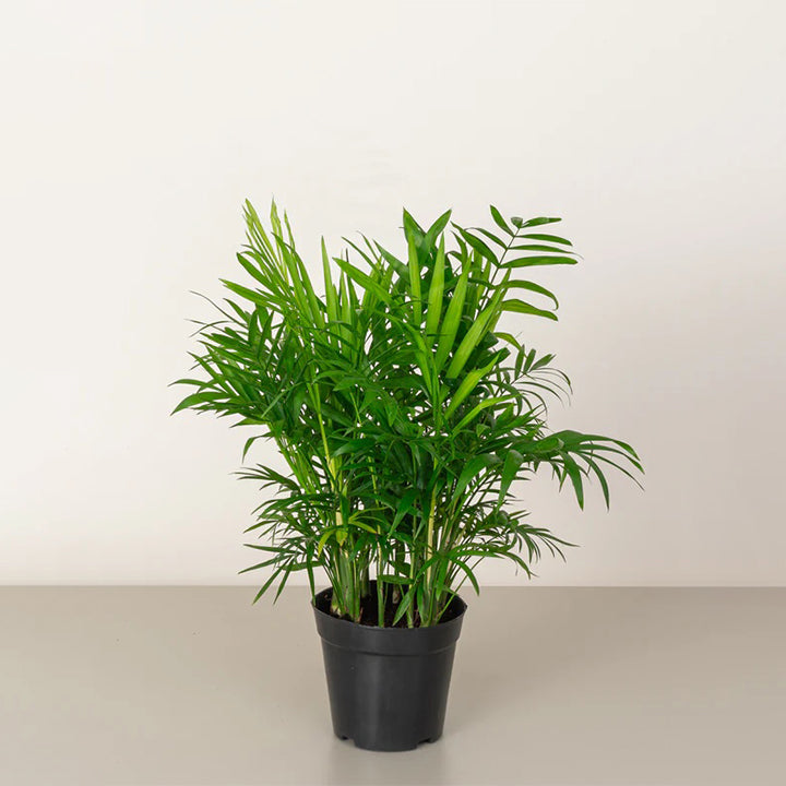 Parlor Palm