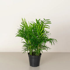 Parlor Palm