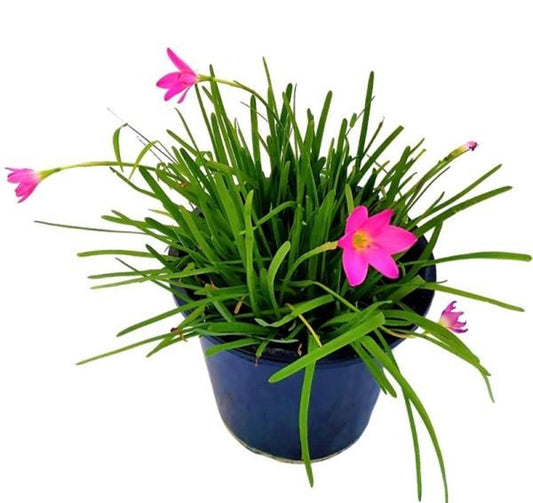 Rain Lily
