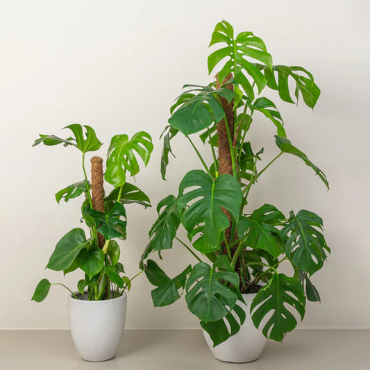 Swiss Cheese Plant